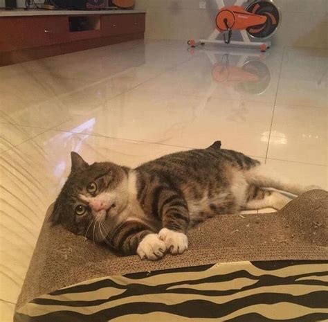 This cat is going viral for its hilariously dramatic reactions – Artofit