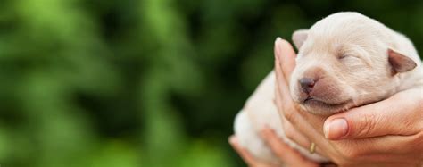 Why Do Dogs Close Their Eyes When You Pet Them - Wag!