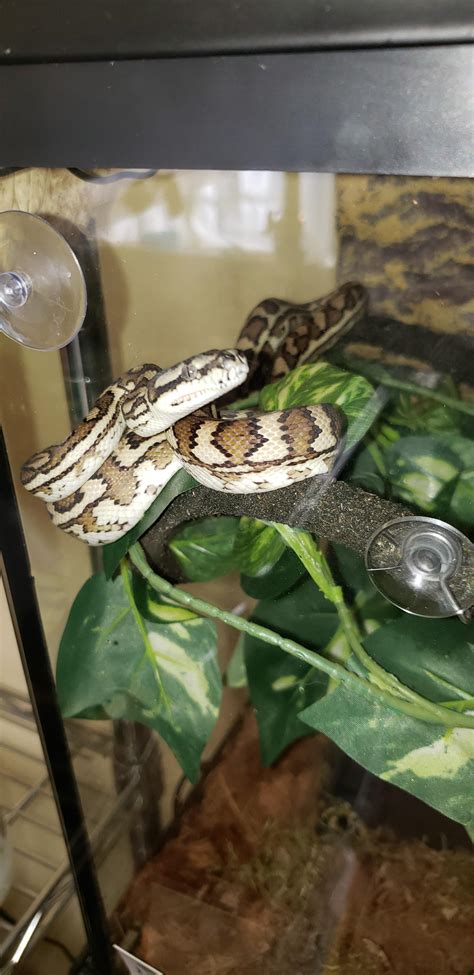 Please sir i will trade a rat today for a boop tomorrow : r/snakes