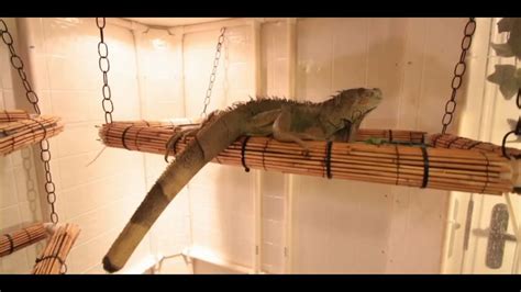 How to Set Up an Iguana Cage | Small Pets – HousePetsCare.com