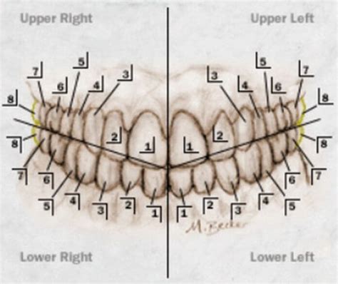 Tooth Numbering System - FDI, ISO, Palmer, ADA Dental Numbering Systems