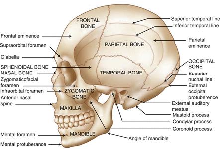 Anatomy | Plastic Surgery Key