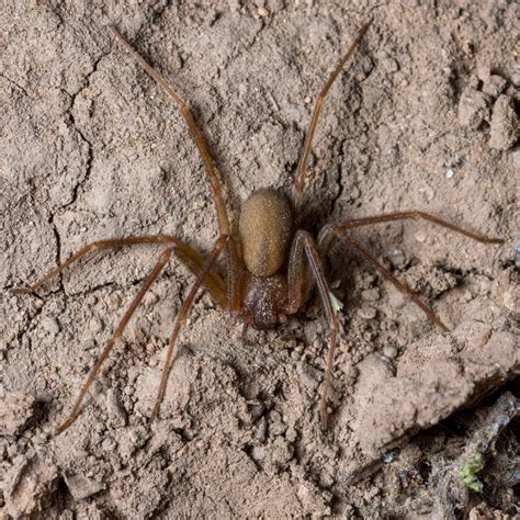 Premium Photo | The mediterranean recluse spider (loxosceles rufescens)