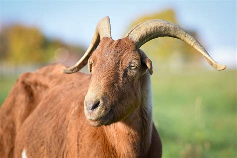 goats farm animals farm sanctuary