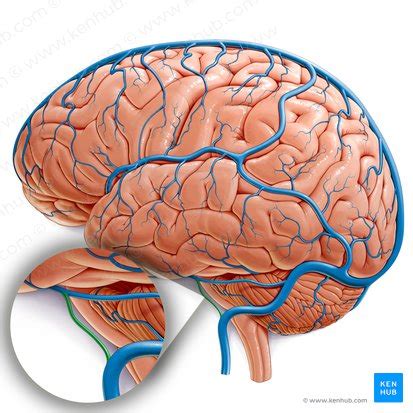 Inferior petrosal sinus: Anatomy, tributaries, drainage | Kenhub