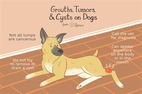 How to Treat Tumors, Growths, and Cysts in Dogs