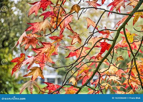 Sweet Gum Tree Leaves in the Park Stock Photo - Image of liquidambar ...