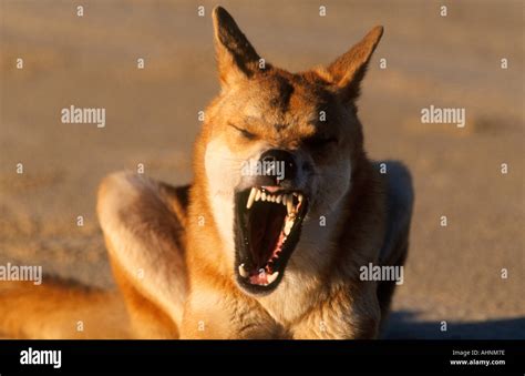 Dingo in Australia Stock Photo - Alamy