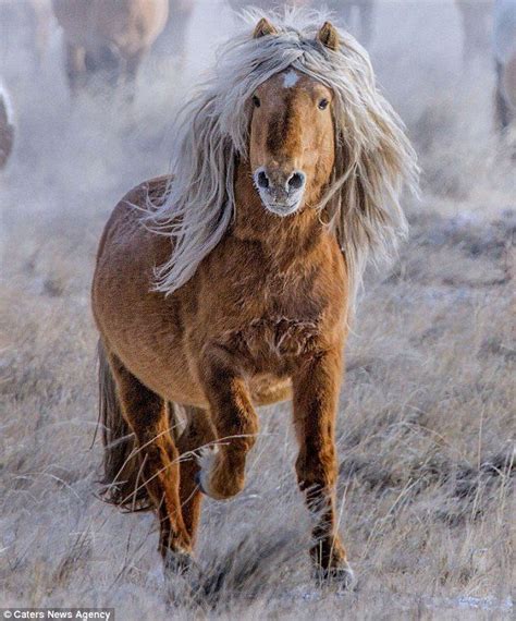 A Mongolian blonde mane horse Funny Dogs, Funny Animals, Cute Animals ...