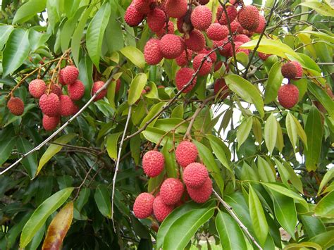 File:Litchi chinensis fruits.JPG - Wikipedia