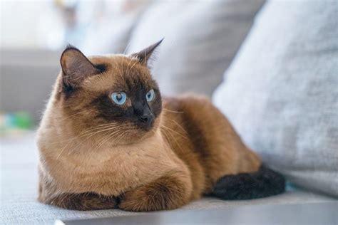 11 Long Nosed Cat Breeds (With Info & Pictures) - Catster