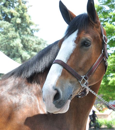 Budweiser Clydesdales Camera Days at Fort Collins Brewery | Budweiser ...