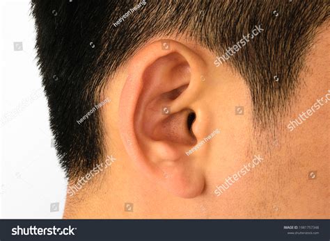 human ear part persons body stock photo  shutterstock