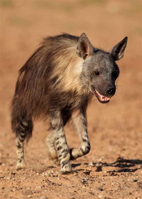 22 Brown Hyena Facts: Habitat, Diet, Strandwolf Size | Storyteller Travel