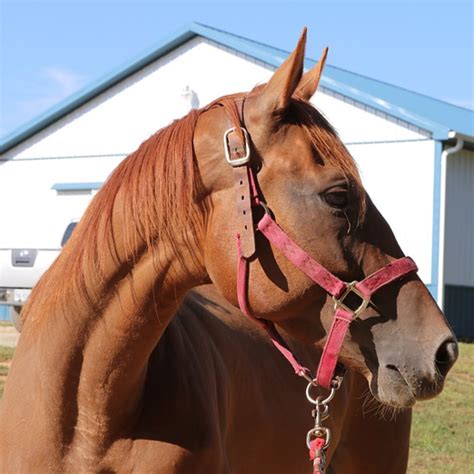 Adopt | Rescue a Horse or Wild Mustang - HORSES FOR LIFE FOUNDATION