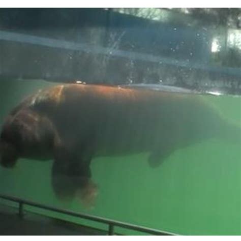 (PDF) Mating Behaviors Exhibited by a Captive Male Pacific Walrus ...