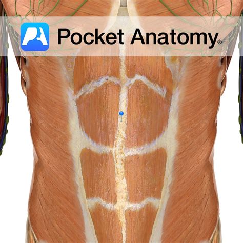 Linea alba - Pocket Anatomy