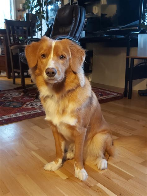 Elbow Dysplasia In Dogs Dog Elbow Dysplasia Top Prevention