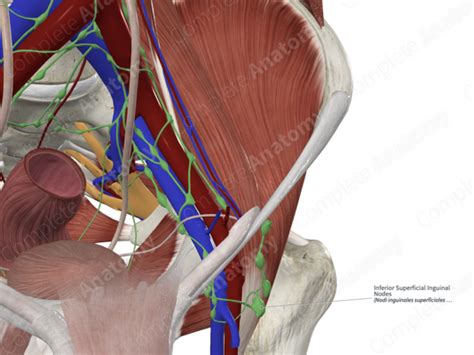 inguinal lymph node  overview sciencedirect topics