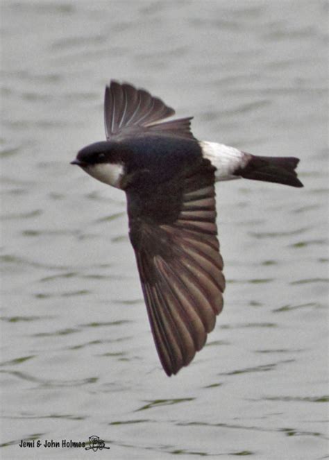 John's Hong Kong Birding: Asian House Martin (Delichon dasypus)