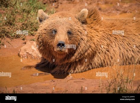 brown bear lying  mud  sunlight stock photo alamy
