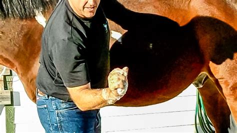 Sheath Cleaning Without Sedation In Horses – The Horse's Advocate