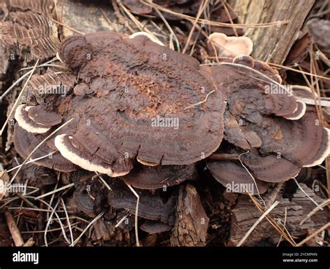 ganoderma applanatum fungi stock photo alamy