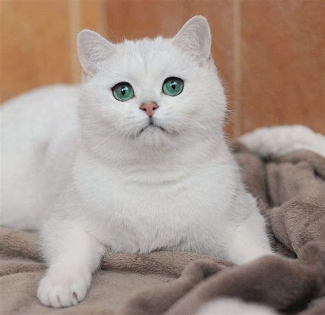 Британская Шиншилла Кошка Фото — Фото Картинки