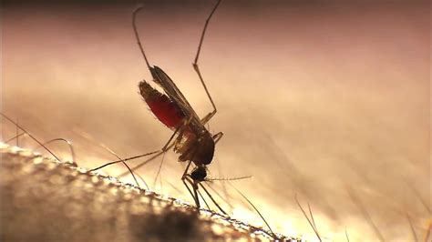 Malaria-infected mosquitoes found in US | FOX6 Milwaukee