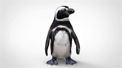 Penguin - 3D Model by alenfsl