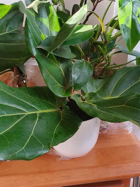 Another ficus propagation project! This time I'm trying to prop ficus ...