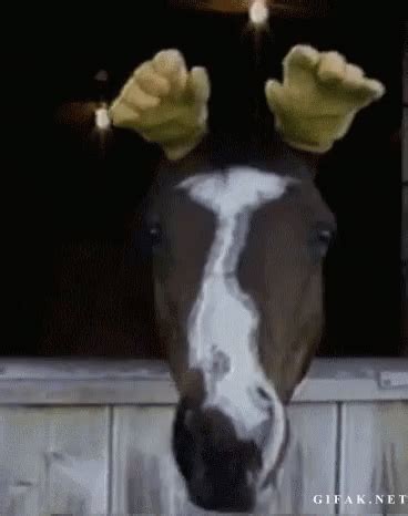 Animal Horse GIF - Animal Horse Funny - Discover & Share GIFs