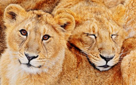 Two Lioness HD wallpaper | Wallpaper Flare