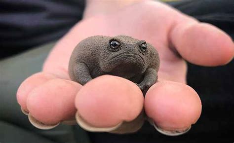 World’s Grumpiest Amphibian: The African Black Rain Frog