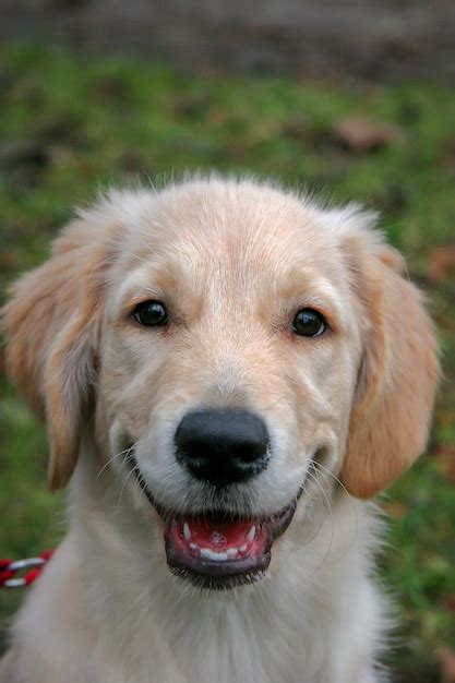 Premium Photo | Smiling golden retriever puppy