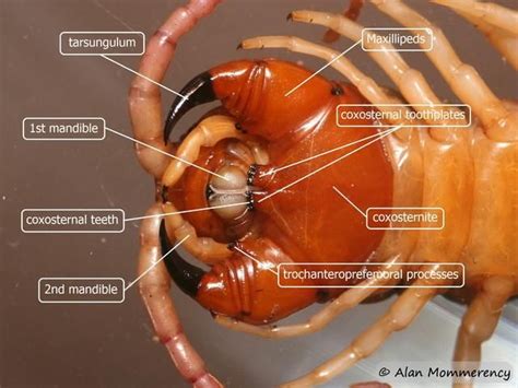 Chilopoda Anatomy