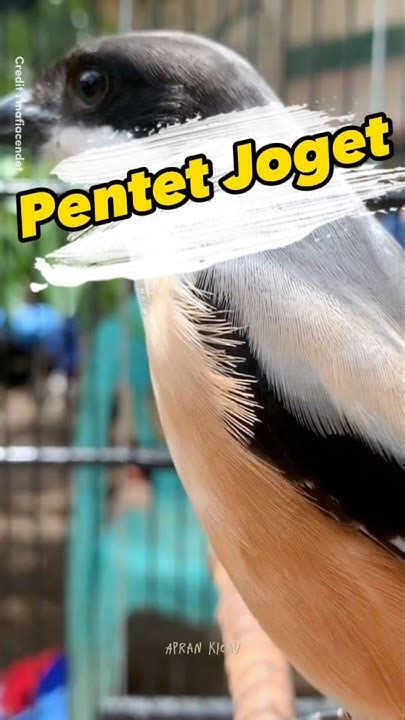 pentet joget genit pentet cendet youtube