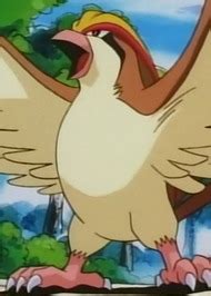 Pidgeot | Anime-Planet