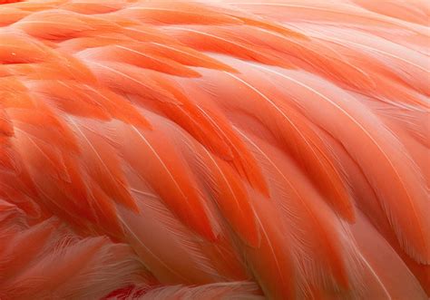 HD wallpaper: 4K, Flamingo, Feathers | Wallpaper Flare