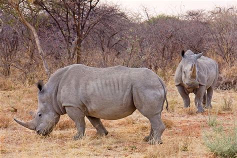 30 Rhino Facts That You Should Know About Today