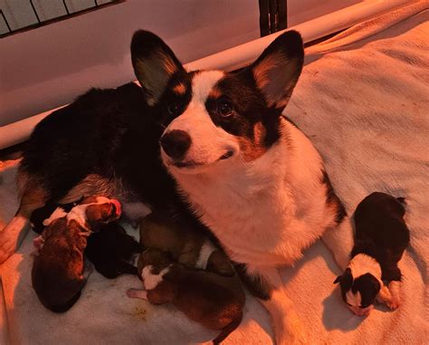 Pembroke Welsh Corgi Puppies For Sale In Virginia