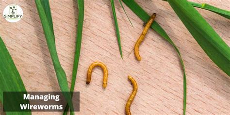 Discover the Best Ways to Control White Worms in Soil - Simplify Gardening