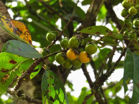 34 Facts About Queen Anne Cherry - Facts.net