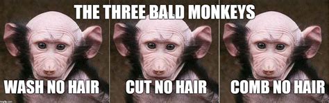 bald monkey imgflip