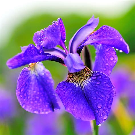 List 90+ Pictures Photos Of Iris Flower Stunning