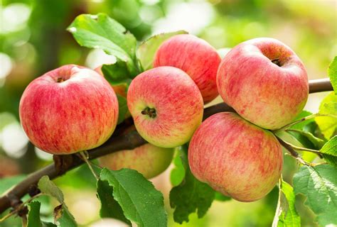 Empire Apple Tree Care
