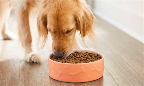 The Perfect Pup Plate: How Much Food Should Your Dog Really Eat?