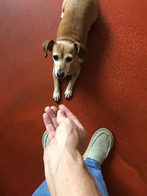 Fixing Real Life Behavior Problems | Michael's Dogs Behavior Group