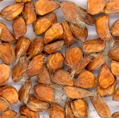 wild rose seeds  stock photo public domain pictures