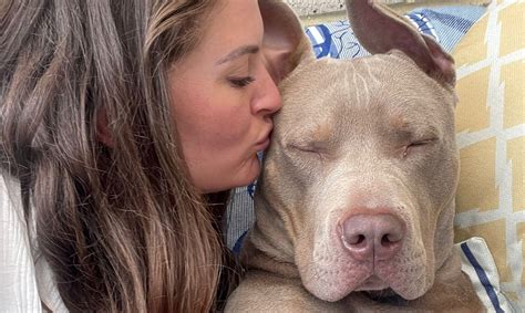 xl bully owner defends breed   banning  wont work
